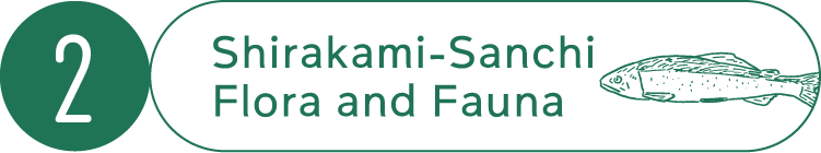 2 Shirakami-Sanchi Flora and Fauna